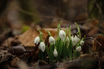 group of early wild snowdrop flowers in a forest