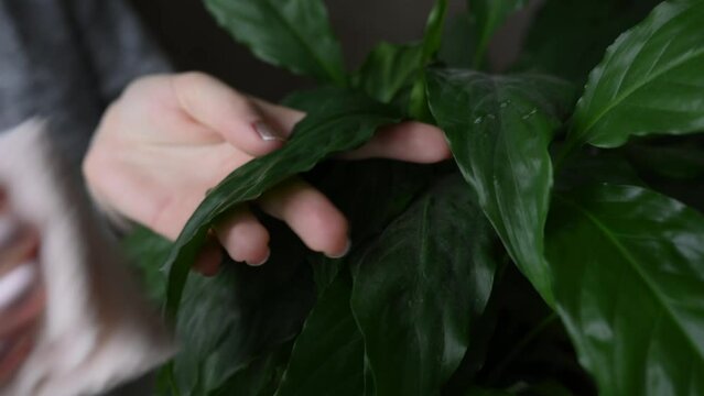 A woman wipes the leaves of a houseplant with a damp soft cloth. Houseplant care. Spathiphyllum. The concept of floriculture and plant growing, plant care, hobby.