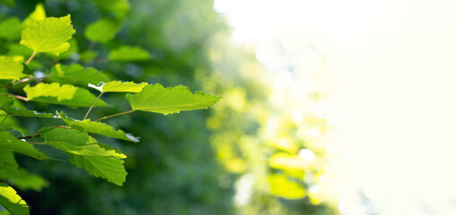 Tree branch with green leaves in forest in sunny weather on blurred background, summer background
