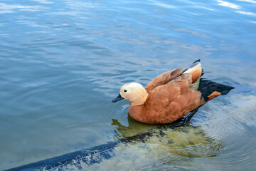 A beautiful bright  duck is resting on the shore of a pond. Waterfowl
