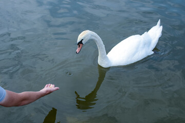 Naklejka premium feeding the swan on the pond. White swan eats food from human hand