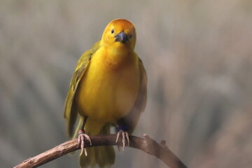 yellow and red parrot