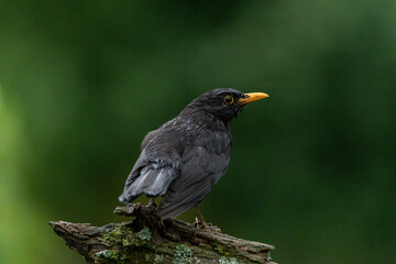 Amsel 