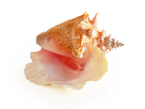 large west indies lambi shell on a white background Spiral seashell taken closeup isolated on white background. Marine conch shell Close up. Decoration with natural marine motifs.