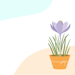 Beautiful spring background. Crocus in a flower pot. Spring Flower.