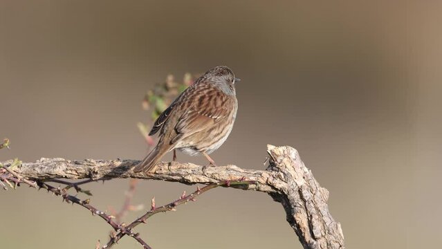 The dunnock (Prunella modularis), small passerine bird.