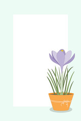 Beautiful spring background. Crocus in a flower pot.