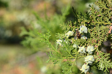 texture of coniferous cypress tree thuja. green natural background. evergreen tree