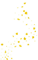 Mustard Blossom Japan Vector White Background.