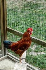 A beautiful brown rooster proudly sits on a wooden board and looks into the distance through the...