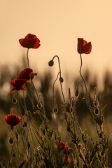 Fototapeta na wymiar Papaveraceae or poppy family red flowers sunset colors painting effect for wallpaper.