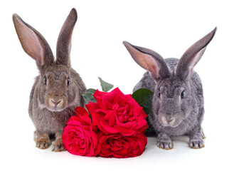 Fototapeta na wymiar Rabbits and a bouquet of red roses.