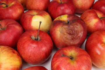 Fototapeta na wymiar rotten spoiled apple is nearby among good apples. storage of apples