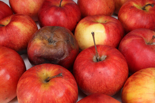rotten spoiled apple is nearby among good apples. storage of apples