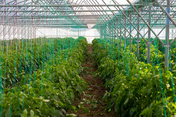 growing pepper seedlings in greenhouse