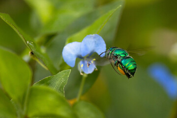 A bright green, metallic bee, probably an orchid bee (Euglossa sp.) visits a flower in Sarasota County, Florida