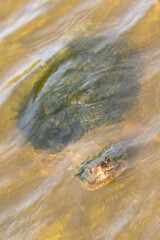 A snapping turtle looks up from the shallow water in a marsh at the Celery Fields park in Sarasota, Florida