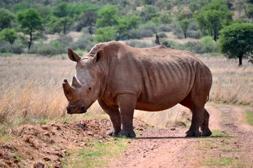 Foto op Plexiglas Rhinoceros, very protective,  Faan Meintjies, North West, SouthAfrica. The southern white rhinoceros is one of largest and heaviest land animals in the world. It has an immense body and large head.  © Elizabeth Lombard