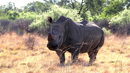Rhinoceros, very protective,  Faan Meintjies, North West, SouthAfrica. The southern white rhinoceros is one of largest and heaviest land animals in the world. It has an immense body and large head. 