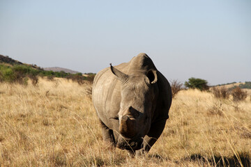Rhinoceros close up. The white rhinoceros, white rhino or square-lipped rhinoceros (Ceratotherium simum) is the largest extant species of rhinoceros.