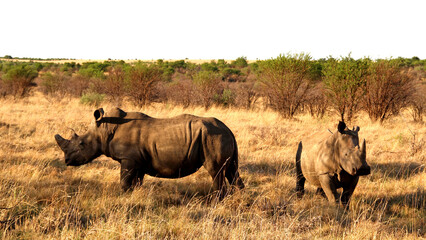 Rhinoceros and calf.  Faan Meintjes, Northwest. The white rhino. Southern white rhinoceros is listed as Near Threatened; it is mostly threatened by habitat loss, continuous poaching in recent years.