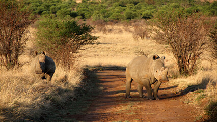 Two rhino calves in a red dirt road. The southern white rhinoceros is one of largest and heaviest land animals in the world. It has an immense body and large head, a short neck and broad chest.  © Elizabeth Lombard