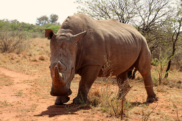 Rhinoceros walking on a red dirt road. The southern white rhino lives in the grasslands, savannahs,...