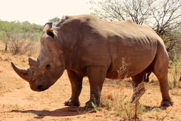 Naklejka premium Rhinoceros walking on a red dirt road. The southern white rhino lives in the grasslands, savannahs, and shrublands of southern Africa, ranging from South Africa to Zambia. 