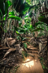 Path in the jungle in Praslin island