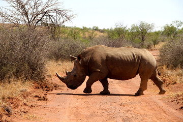 Fototapeta premium Rhinoceros walking on a red dirt road. The southern white rhino lives in the grasslands, savannahs, and shrublands of southern Africa, ranging from South Africa to Zambia. 