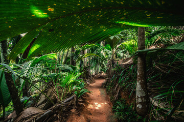 Path in the jungle surrounded by tropical plants in Praslin island