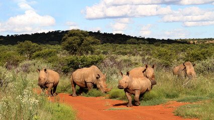 Obraz premium Rhinoceros family with calf. Faan Meintjies, North West, SouthAfrica. The southern white rhinoceros is one of largest and heaviest land animals in the world. It has an immense body and large head
