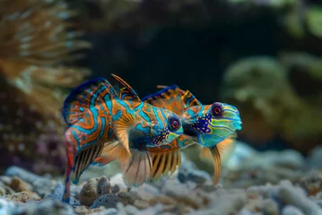 Gardinen Korallenriff Mandarin fishes fighting for territory  © DS light photography