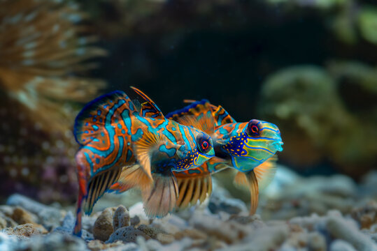 Mandarin fishes fighting for territory