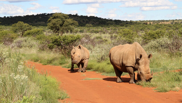 Rhinoceros family with calf.   Faan Meintjies, North West, SouthAfrica. The southern white rhinoceros is one of largest and heaviest land animals in the world. It has an immense body and large head