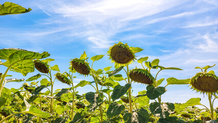 field of sunflowers, against the blue sky