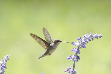 A close up of a female Ruby-Throated Hummingbird hovering and feeding on the lavender blossoms...