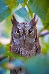 Eurasian scops owl close-up ( Otus scops )