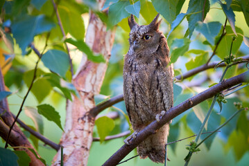Eurasian scops owl sitting on a branch ( Otus scops )