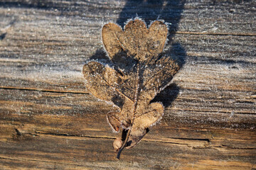 ein Eichenblatt, das am Rand Raureif hat und auf einem Baumstamm liegt, der ebenfalls Raureif hat, weil es ein früher Morgen im Februar ist
