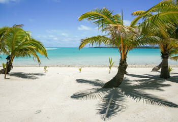Low palm trees on white coral beach