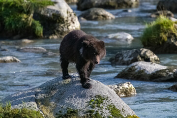 A young grizzly standing on a rock in the river in Alaska