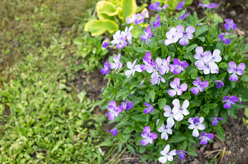 Periwinkle flower bushes in the garden