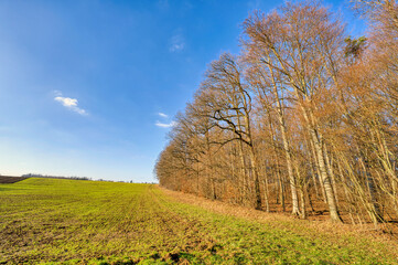 Obraz premium Edge of the forest in the early year in february in germany
