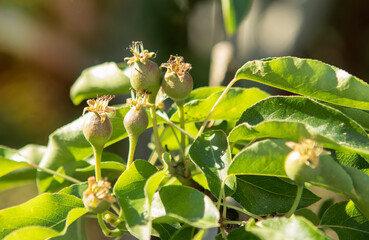 unripe young pears on a branch in the garden