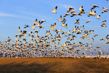 flying snow geese at Middle Creek Wildlife Management Area, Stevens, Pennsylvania