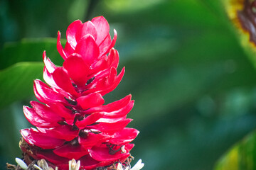jengibre rojo,  pluma de avestruz y jengibre de cono rosado - Flor amazonas