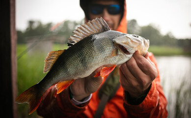 Happy angler with perch fishing trophy.