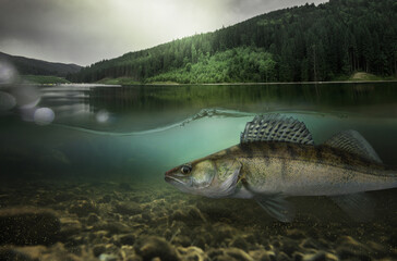 Fishing. Close-up shut of a zander fish under water.