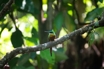 Galbula -  jacamar , tucuso, tucuso  coliverde Posado en árbol